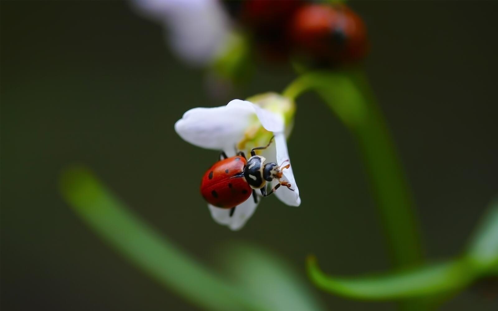 Free photo A ladybug on a white flower.