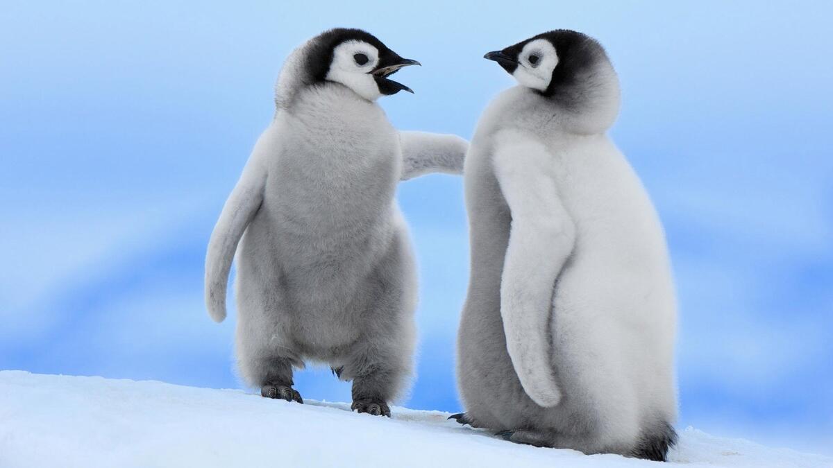 Two penguins arguing with each other
