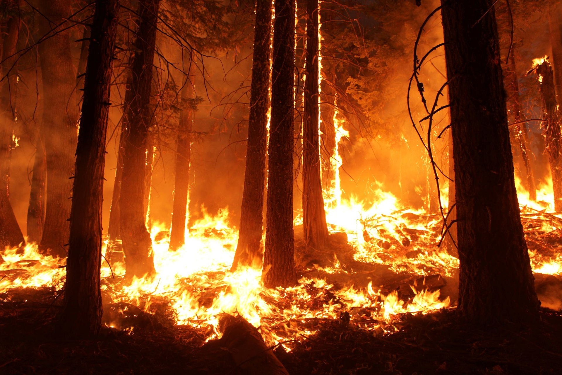 Forest fire with burning trees