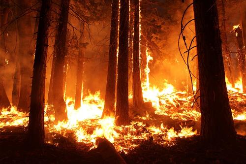 Лесной пожар с горящими деревьями