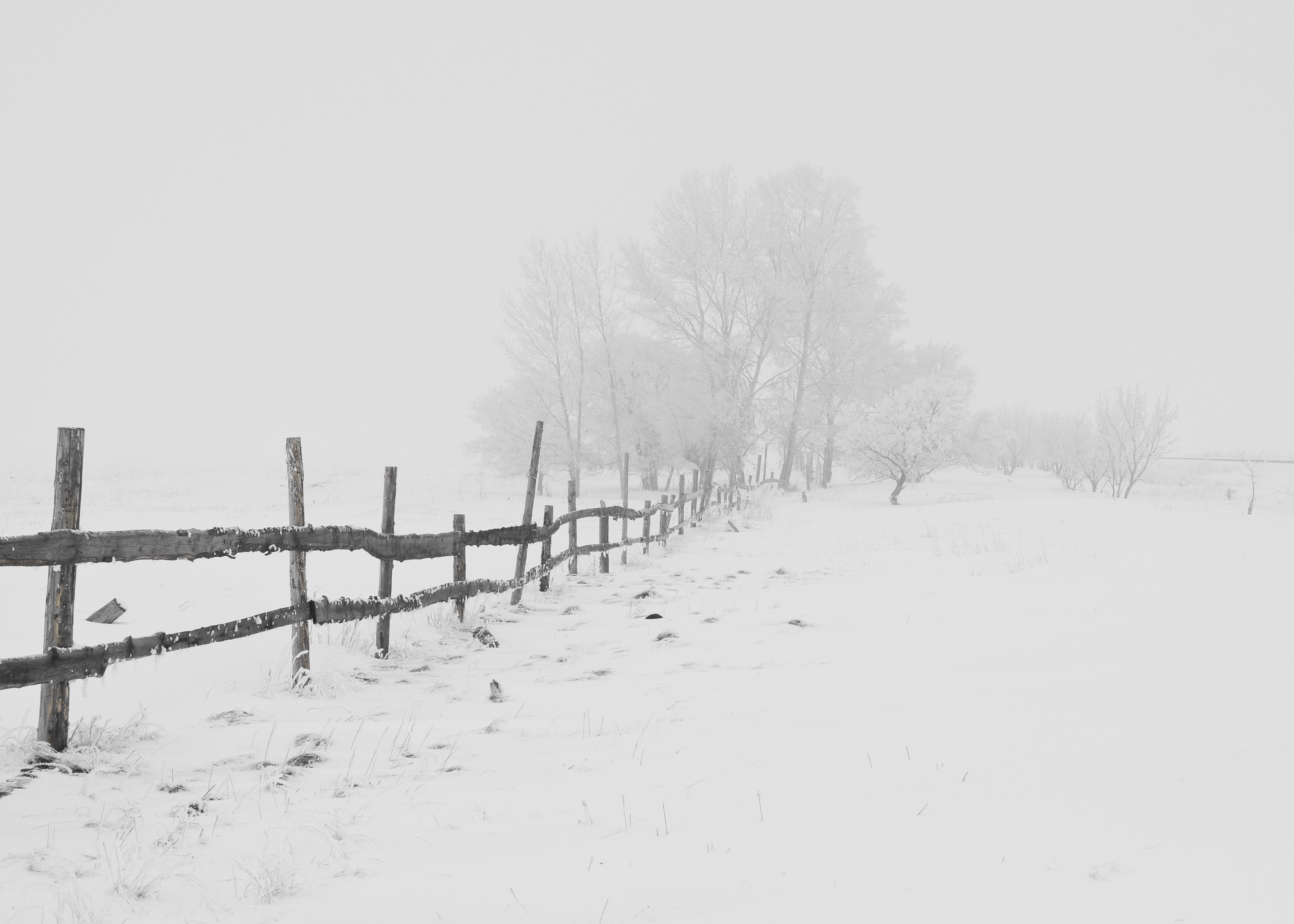 Фото бесплатно природа, ветвь, снег