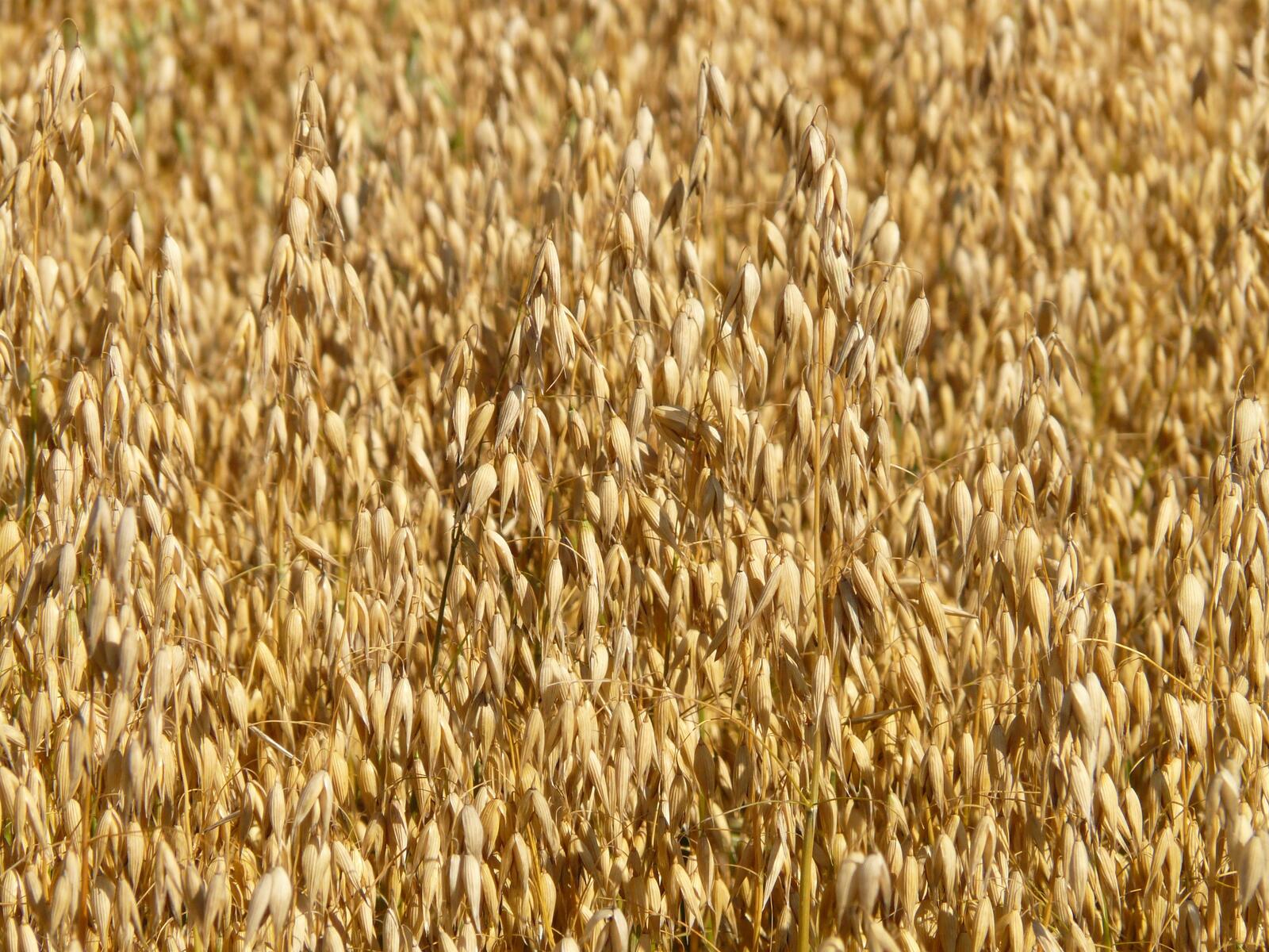 Free photo Close-up of wheat