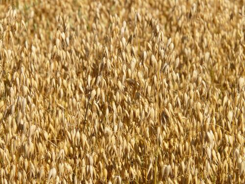 Пшеница крупным планом