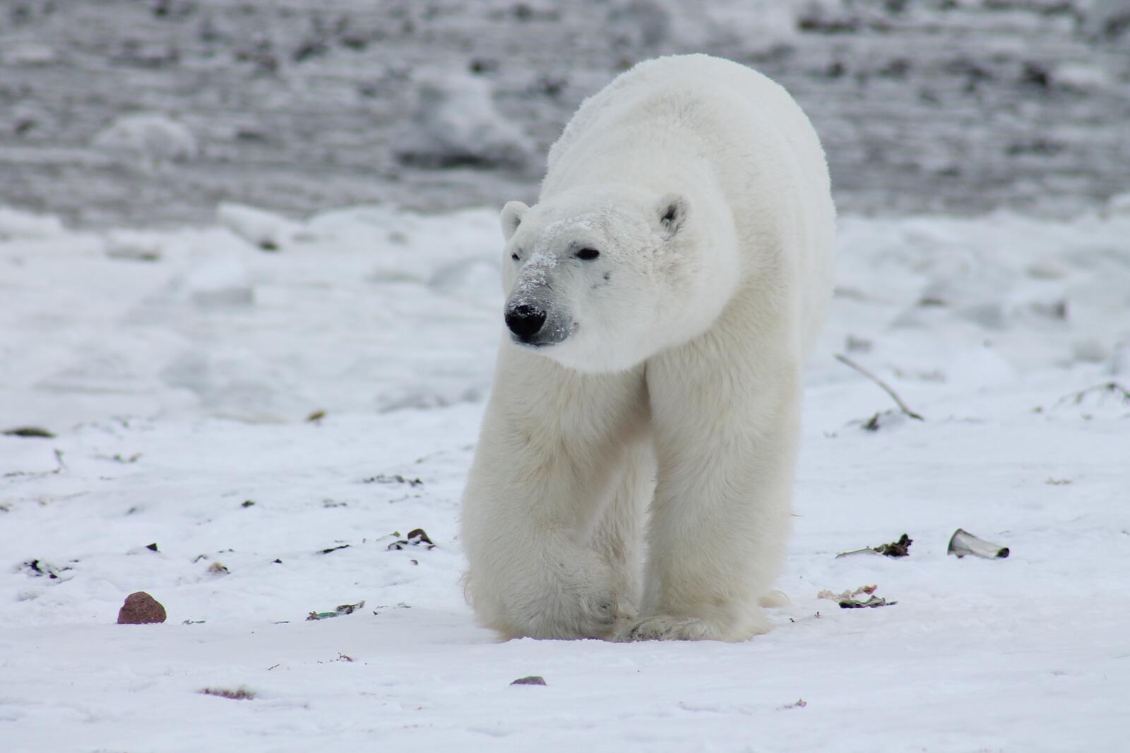 Free photo Polar bear in the Arctic
