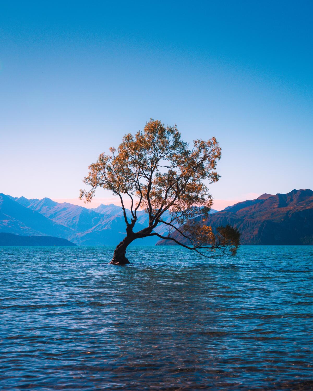 A lone tree growing out of a lake in New Zealand