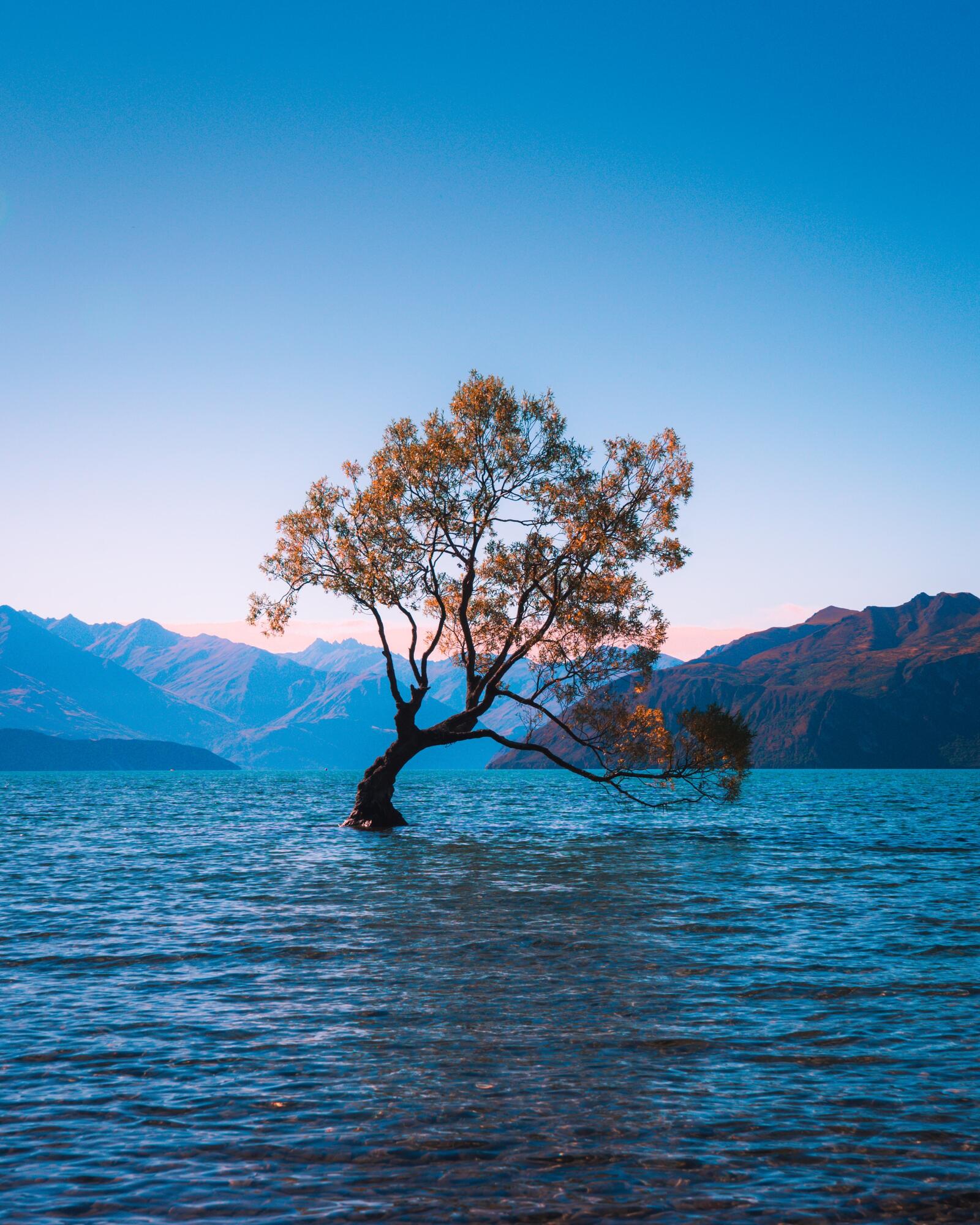 免费照片新西兰湖中长出的一棵孤独的树