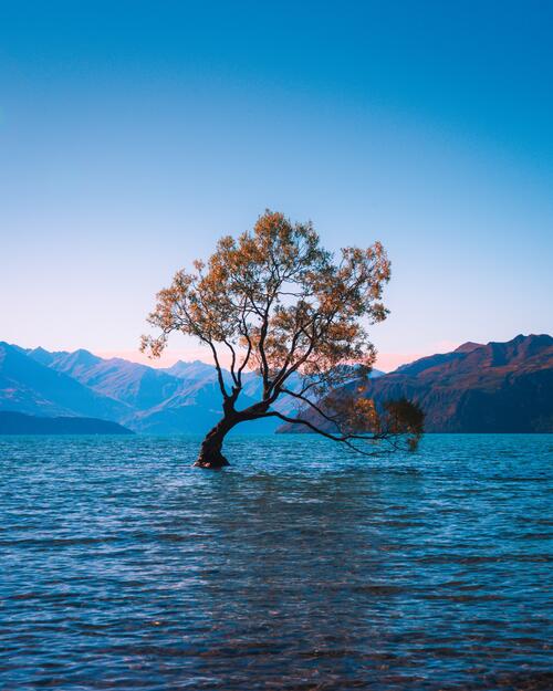 A lone tree growing out of a lake in New Zealand