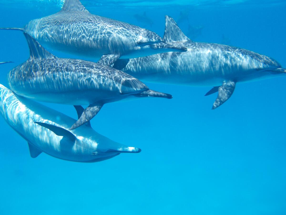A flock of dolphins underwater
