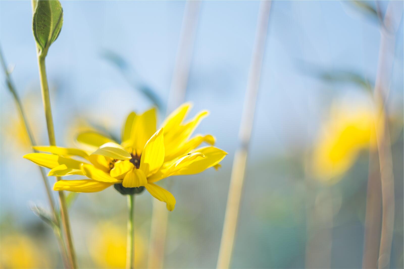 Бесплатное фото Обои с желтыми цветочками