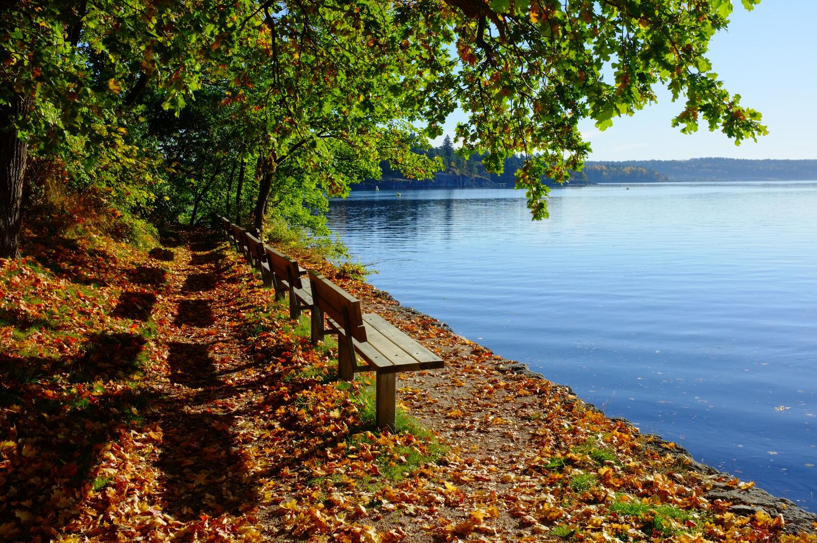 Free photo A bench on the riverbank strewn with leaves