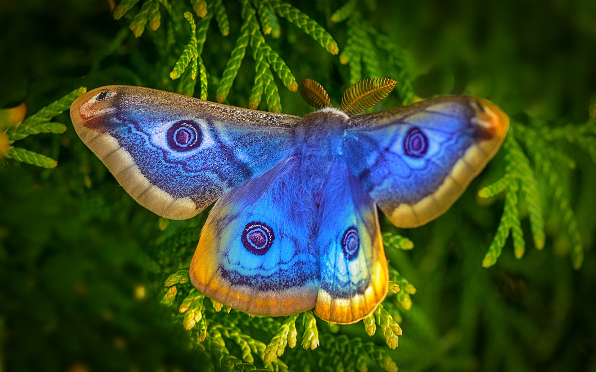 Peacock`s eye Butterfly family