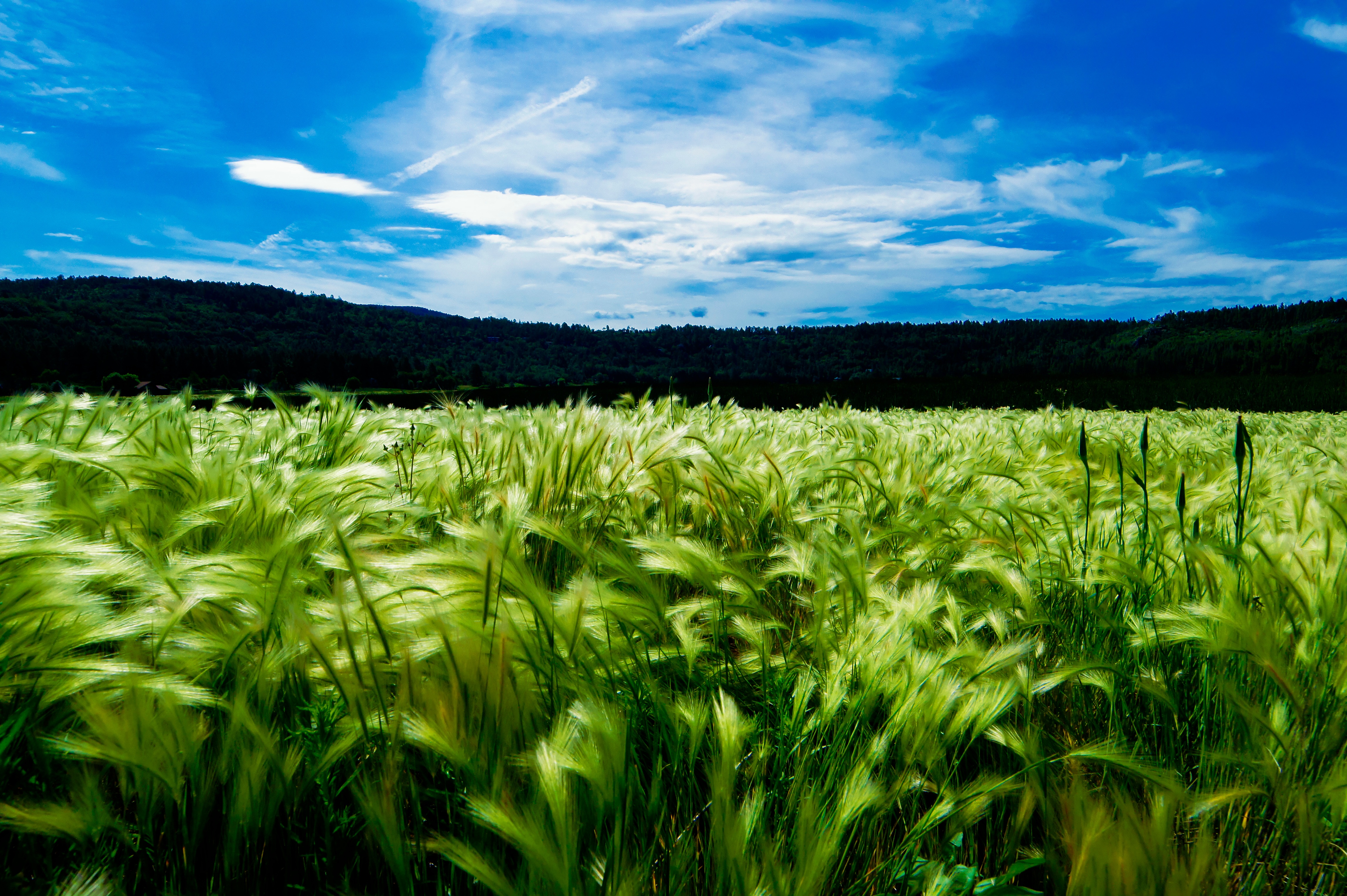 Большое поле с красивой травой зеленого цвета