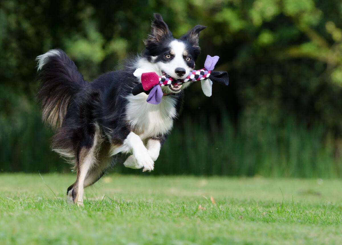 A Border Collie runs contentedly across the lawn with a stick in his teeth.