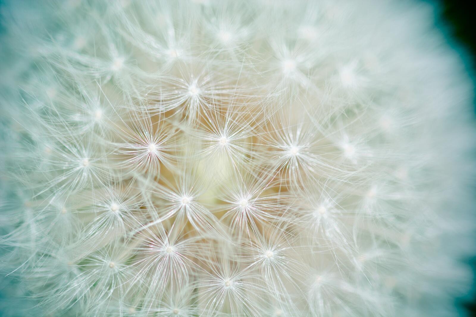 Free photo Close-up of dandelion seeds