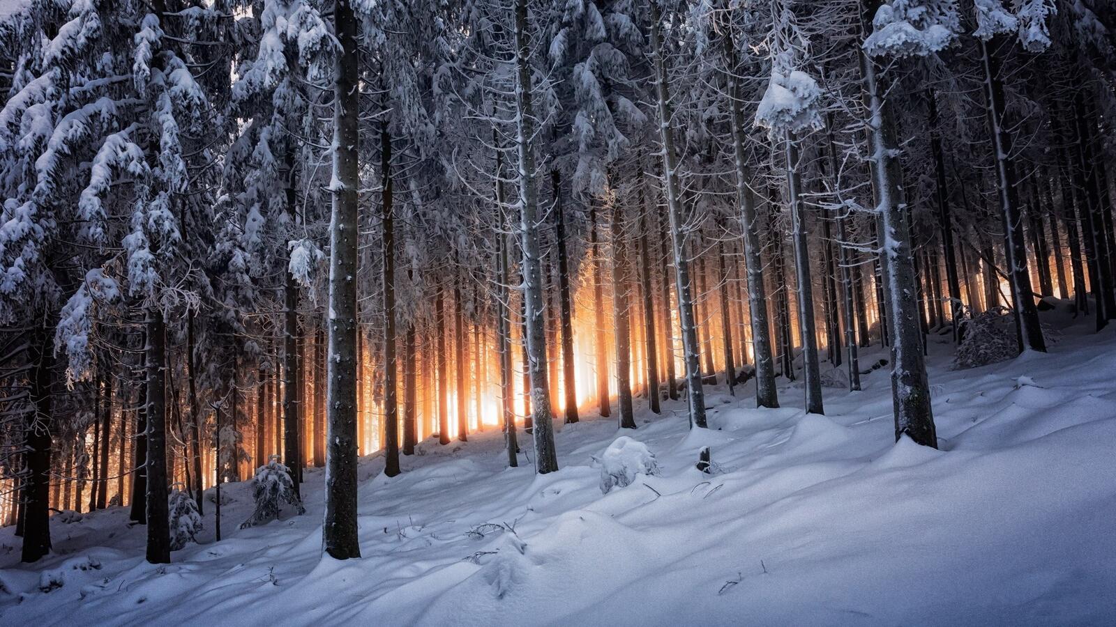 Бесплатное фото Зимний склон с хвойными деревьями