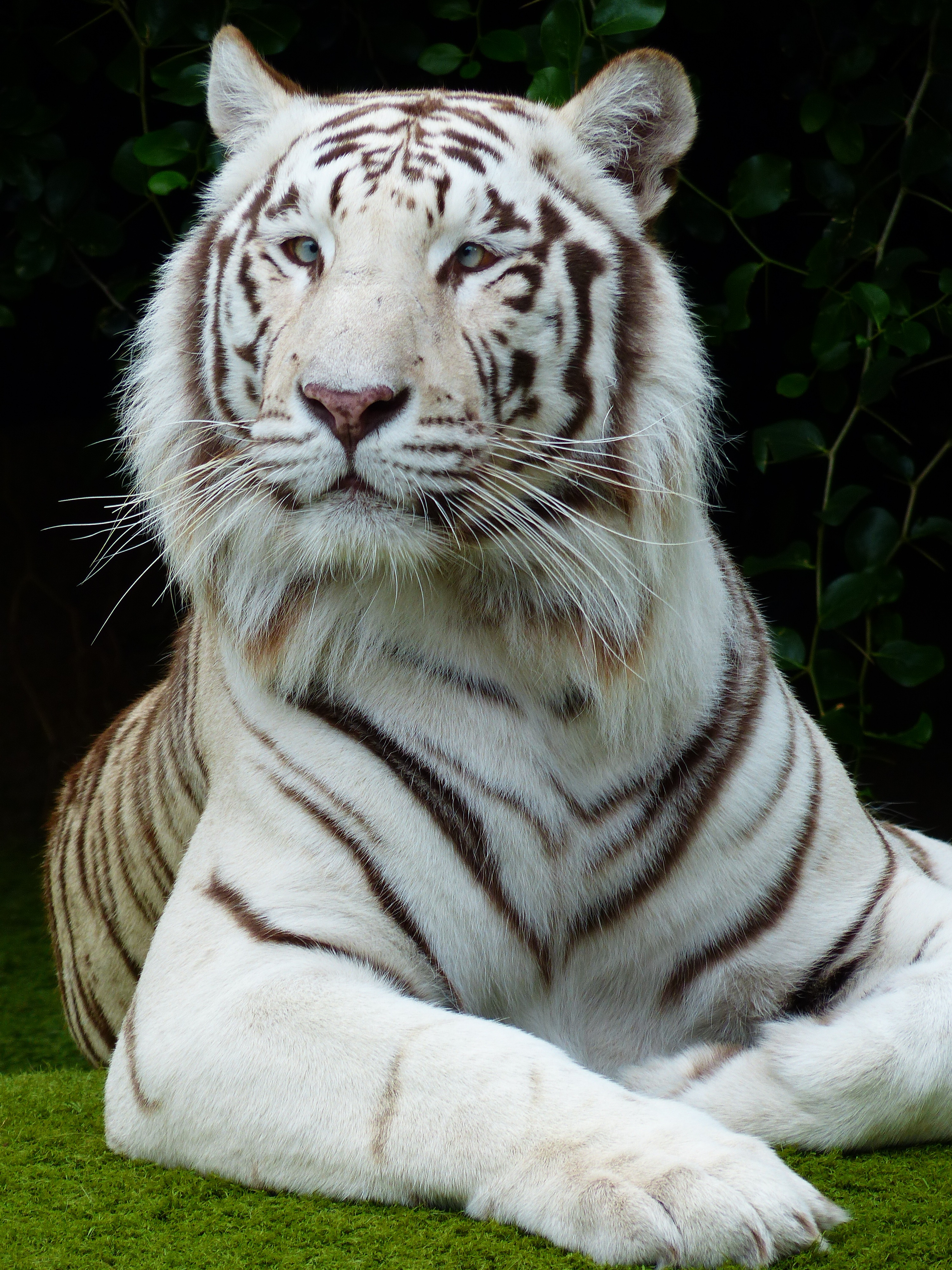 Бесплатное фото Портрет белого тигра