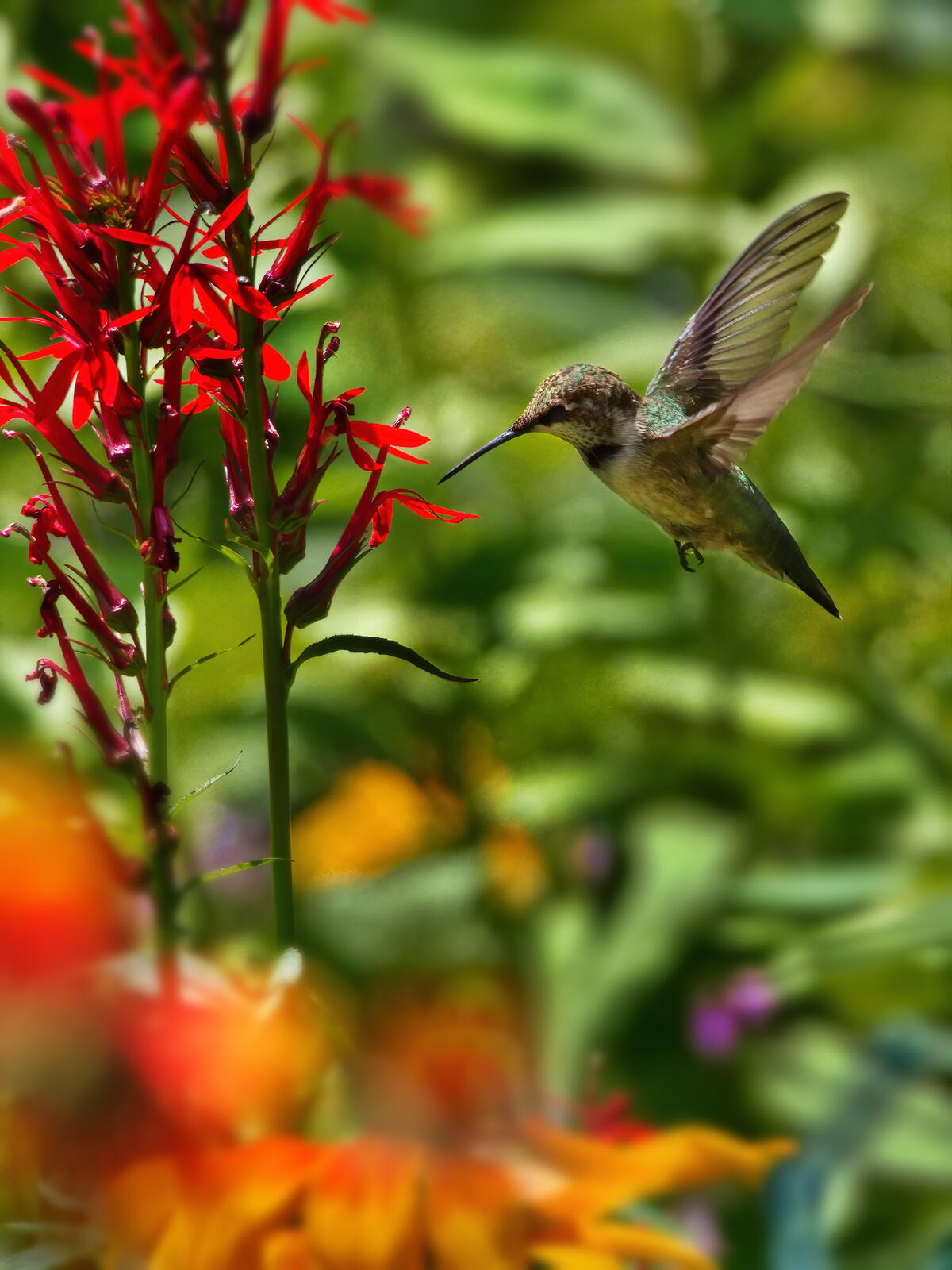 A hummingbird drinks nectar from a red flower