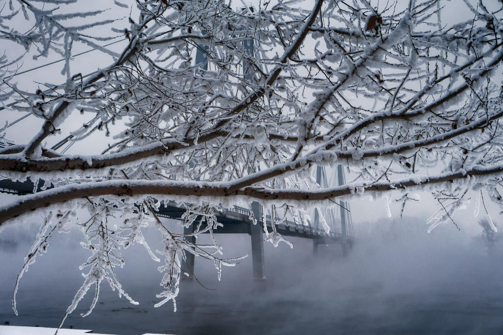 Бесплатное фото Мост в тумане за ветками в снегу