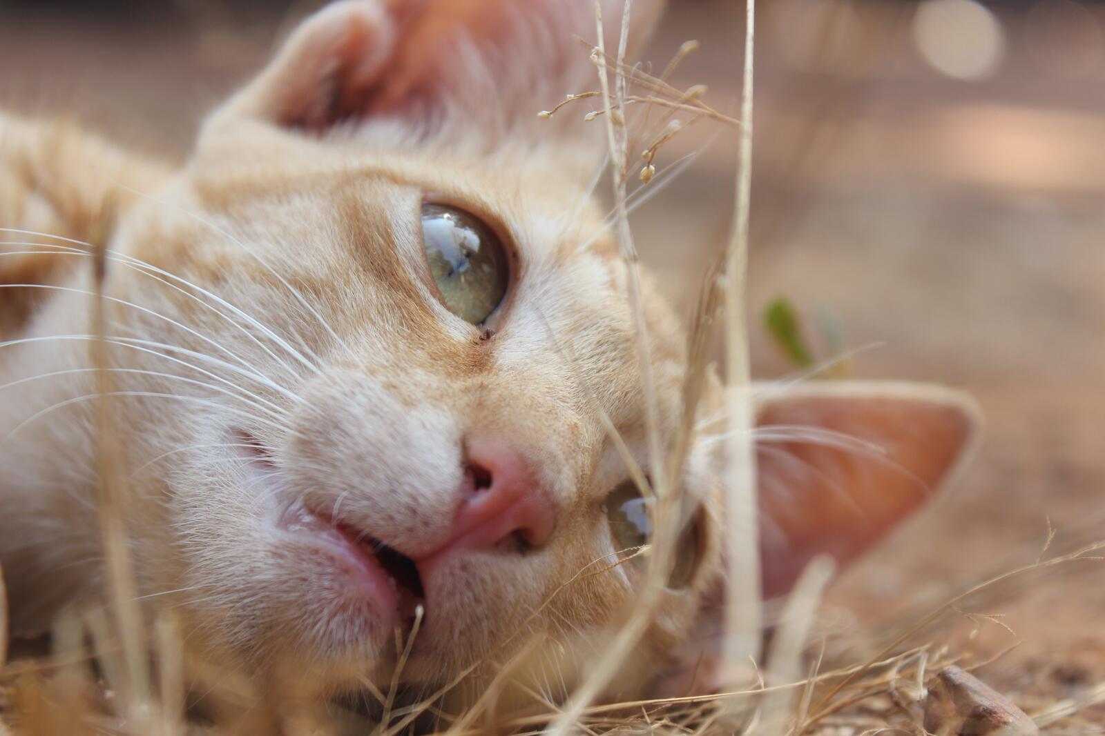 Бесплатное фото Рыжий кот отдыхает лёжа на Земле