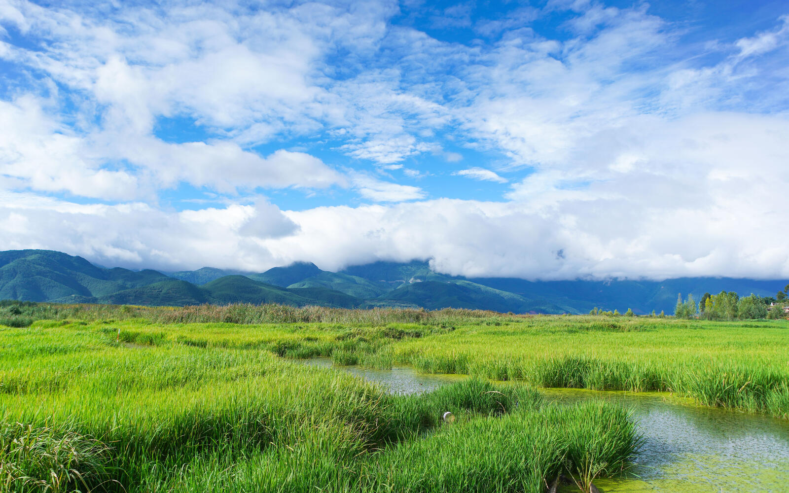 免费照片中国夏日的溪流，芦苇丛生，没有群山作背景