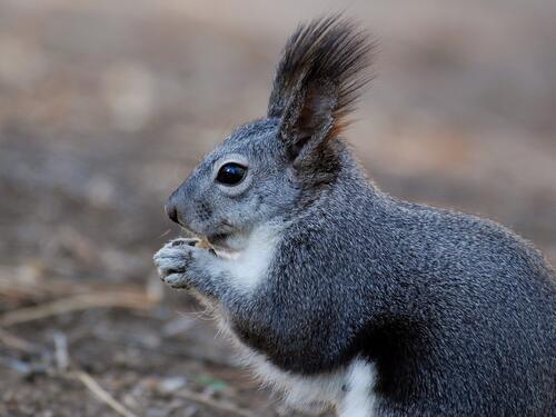 A squirrel with fluffy ears