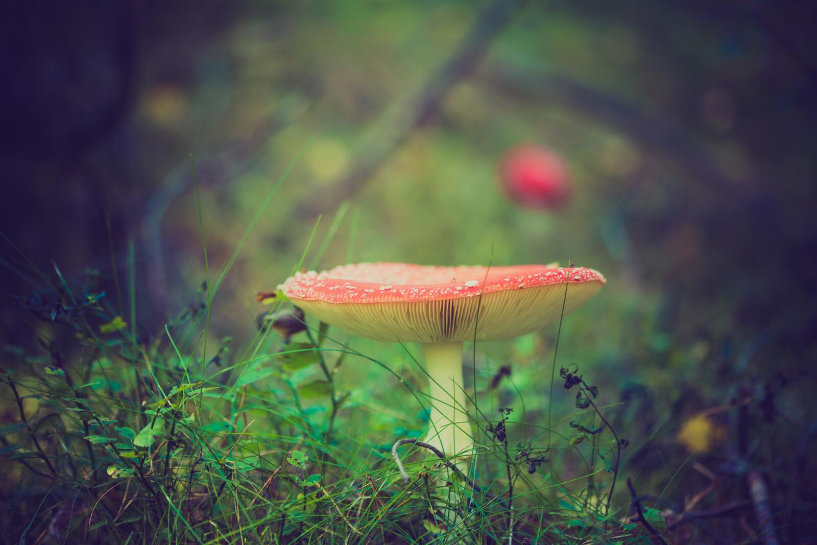 Free photo A fly agaric on the green grass