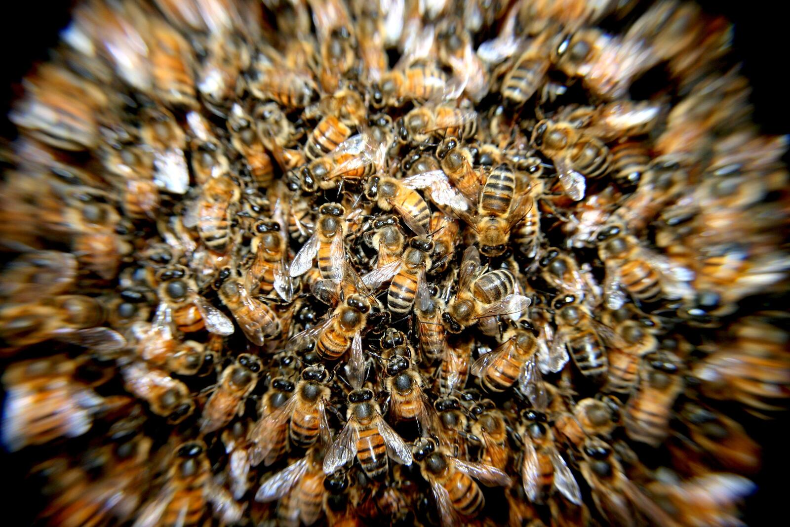 Free photo Bee swarm