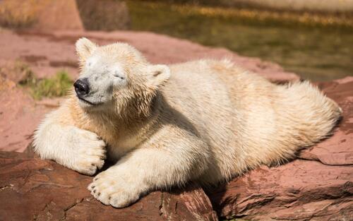 Белый медведь наслаждается солнечным днем