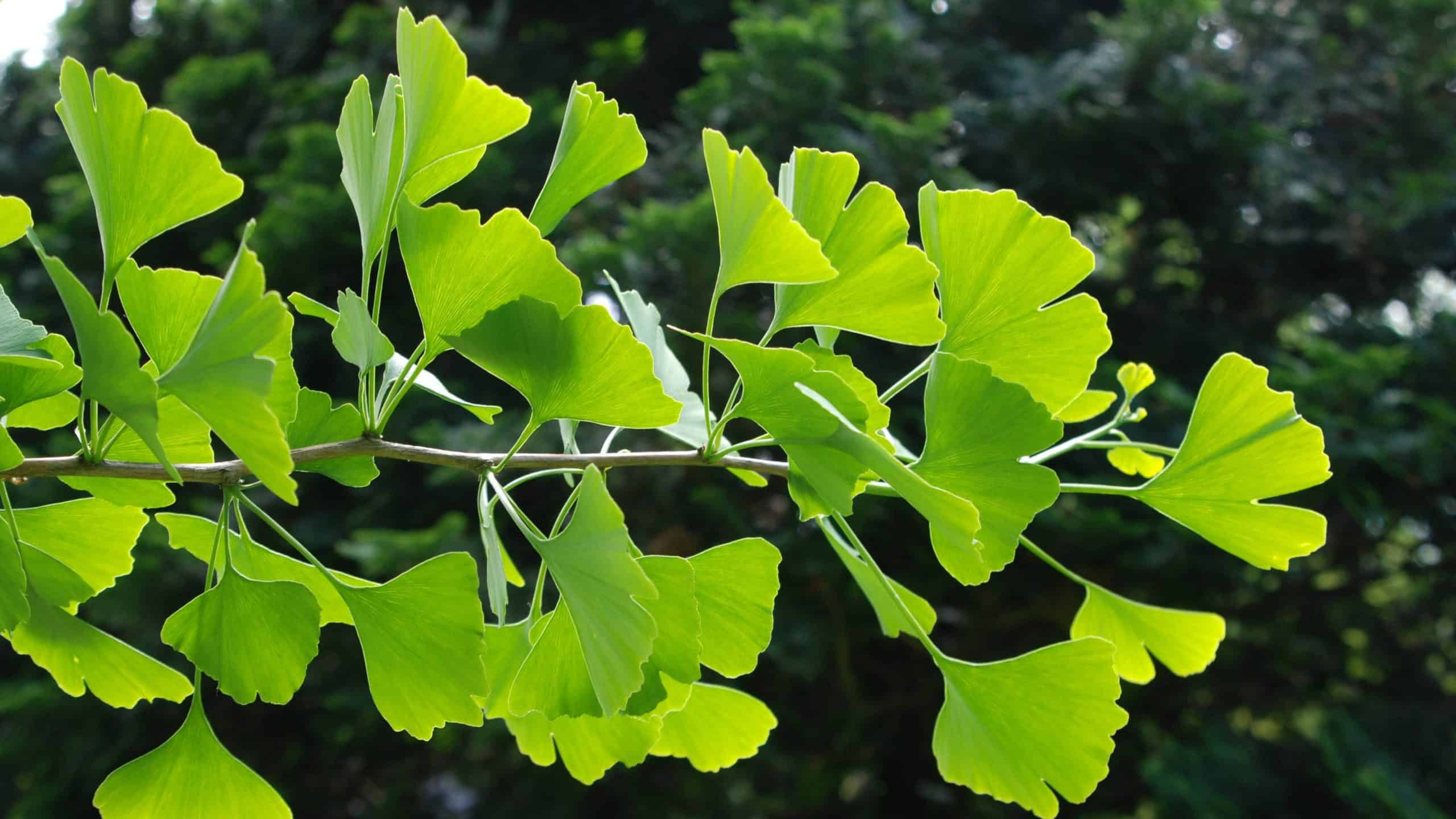 A sprig with unusual green leaves