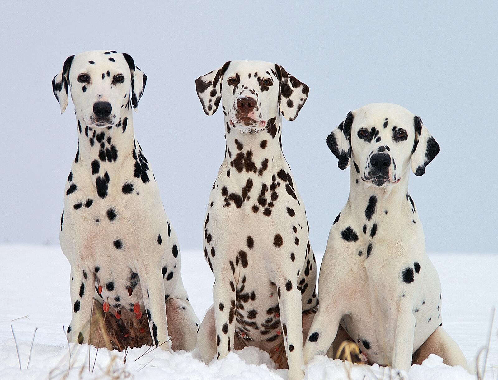 免费照片雪中的三只达尔马提亚犬