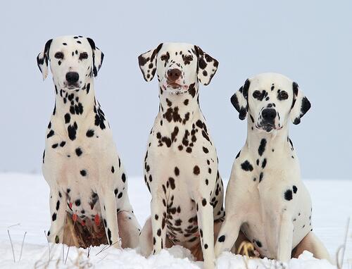 The Three Dalmatians in the Snow