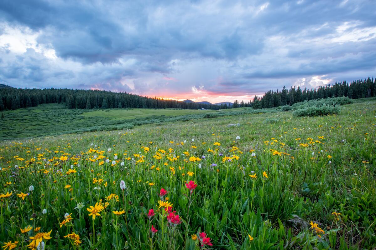 Большое летнее поле с цветочками на закате