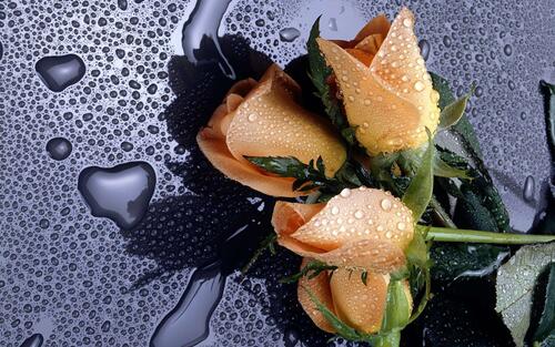 Розы необычного цвета лежат на стекле под дождем