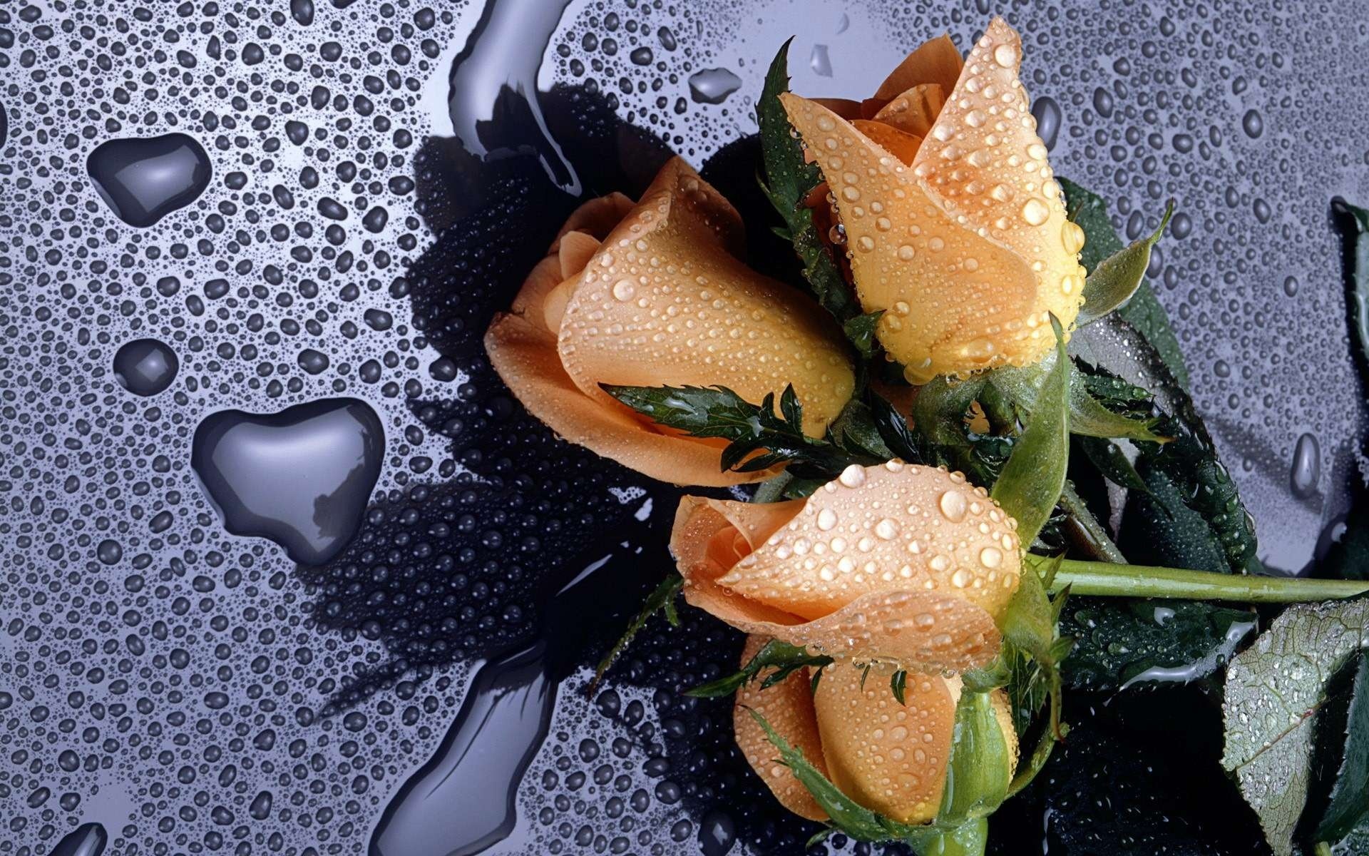 Бесплатное фото Розы необычного цвета лежат на стекле под дождем