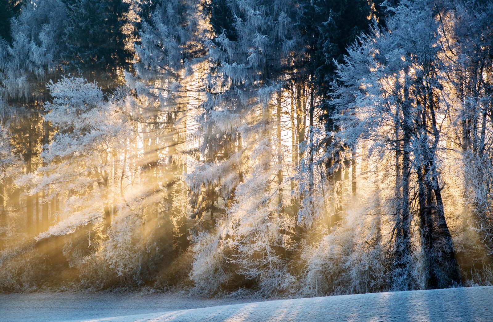 Бесплатное фото Солнечные лучи в зимнем лесу