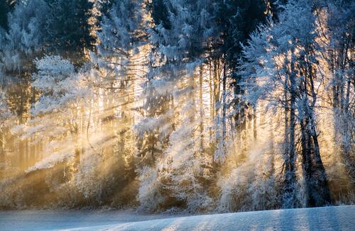 Солнечные лучи в зимнем лесу