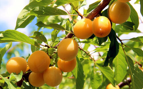 Сочные и спелые персики на ветке дерева