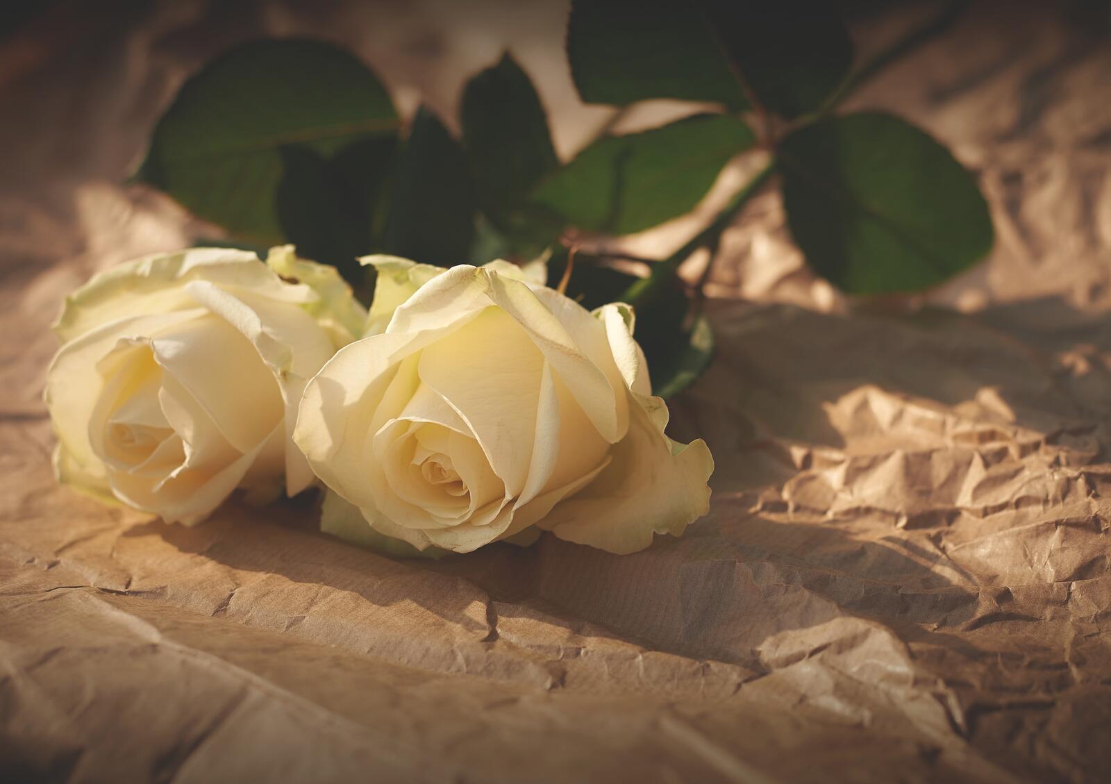 Бесплатное фото Два цветка белых роз