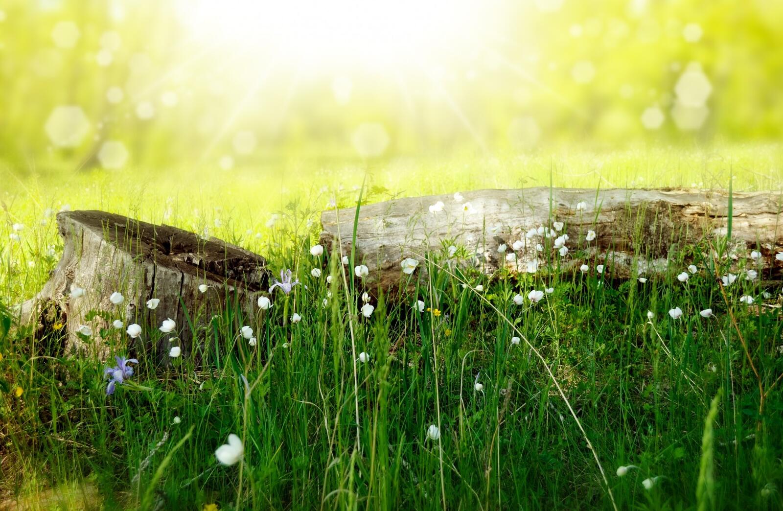 Бесплатное фото Белые колокольчики на летней лужайке