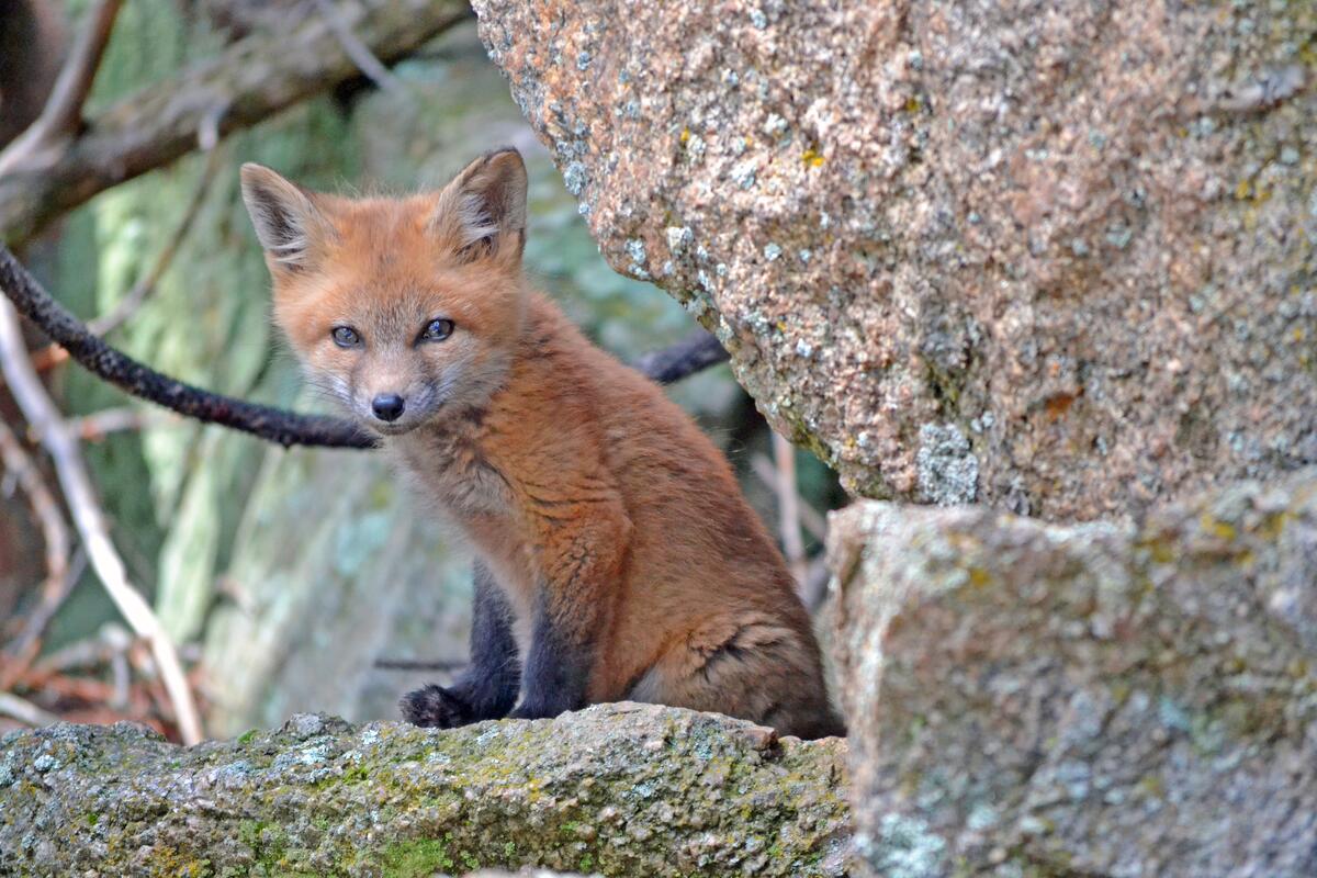 A little fox hides behind a rock