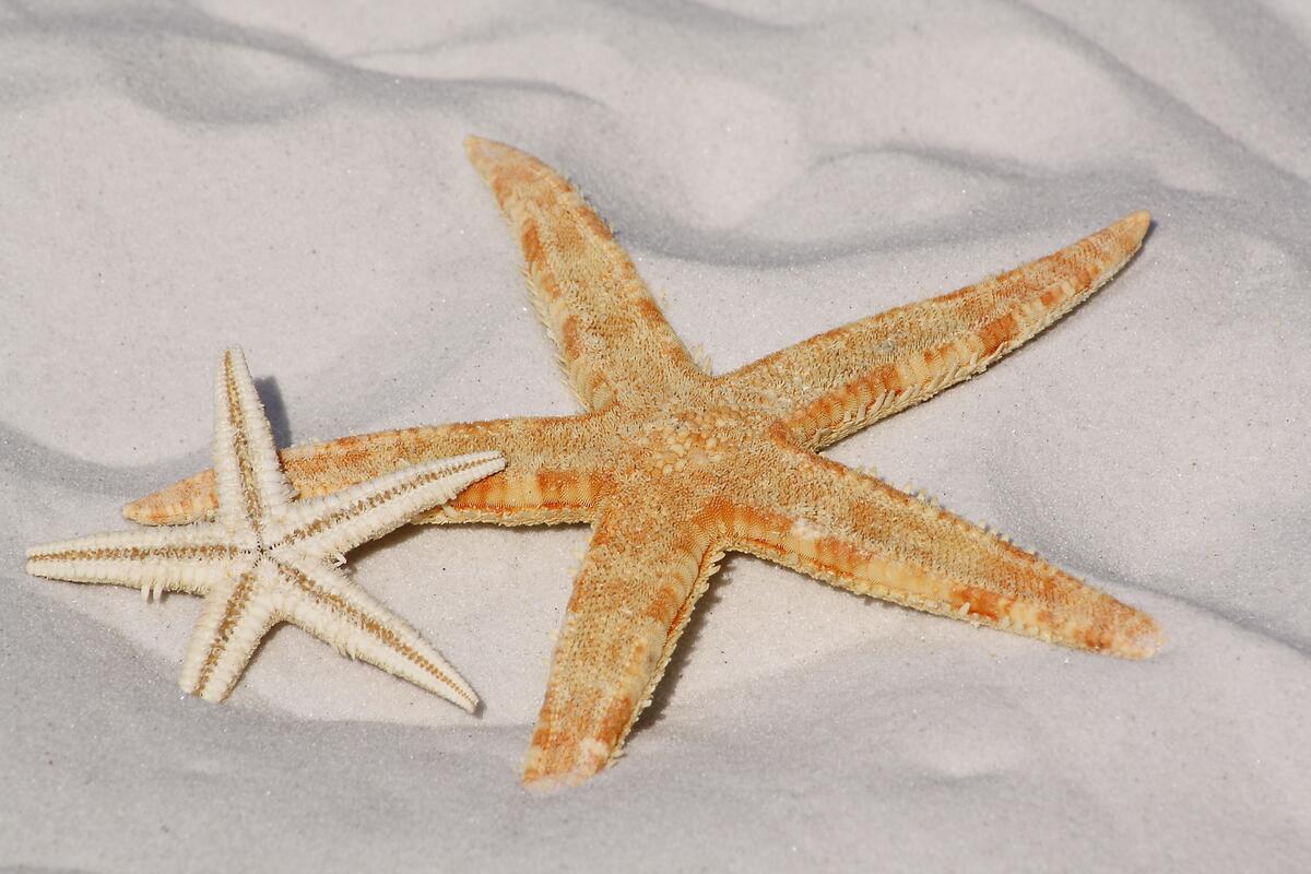 Морские звезды лежат на белом песке