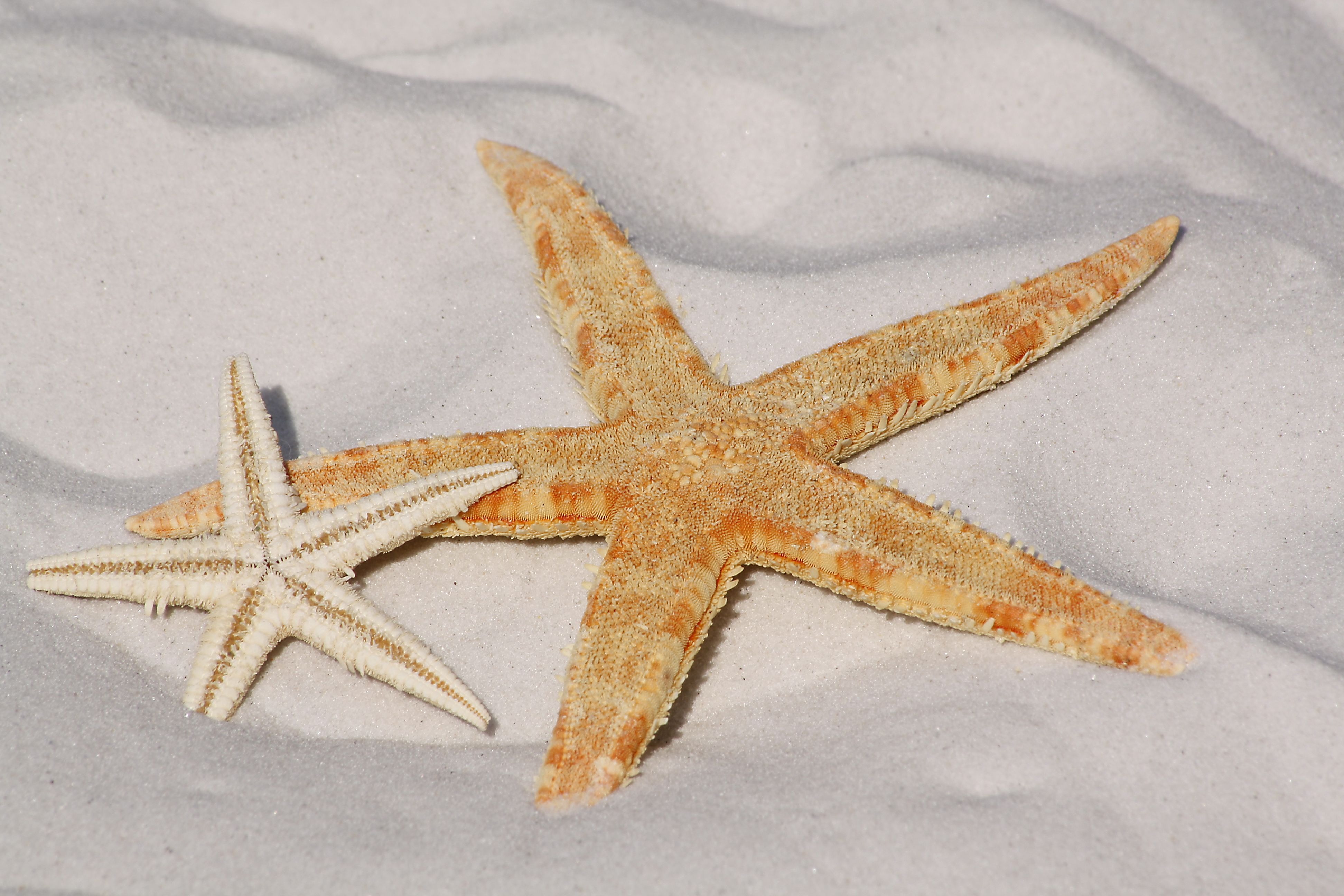 Free photo The starfish lie on the white sand