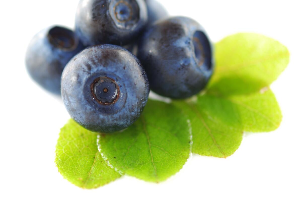 蓝莓浆果手机壁纸
