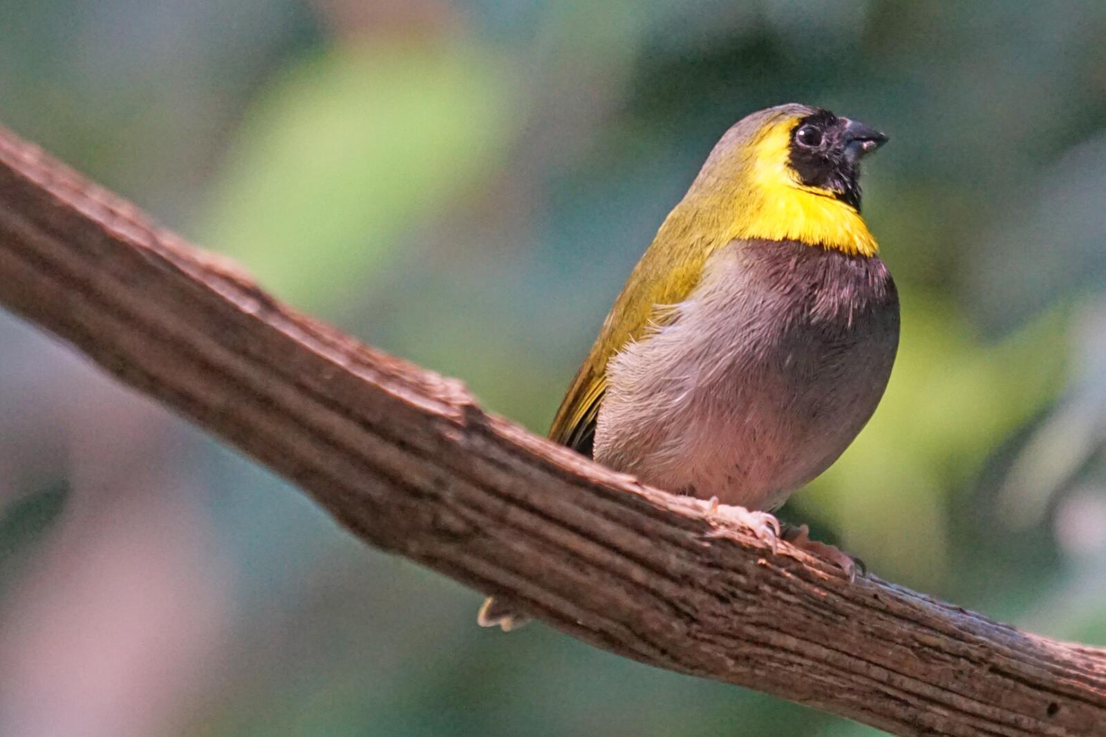 Free photo A finch sits on a thick branch
