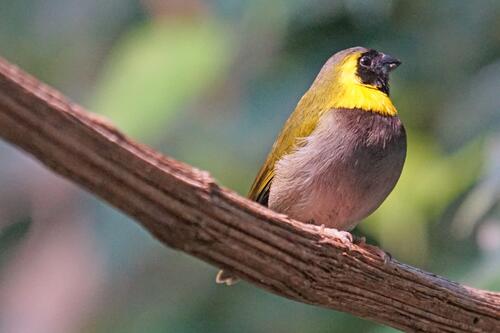 A finch sits on a thick branch