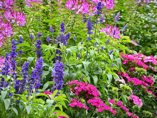 Green garden with beautiful flowers