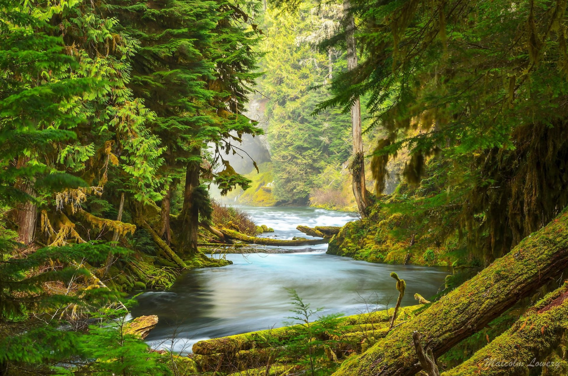 Красивый рисунок реки протекающей глубоко в лесу