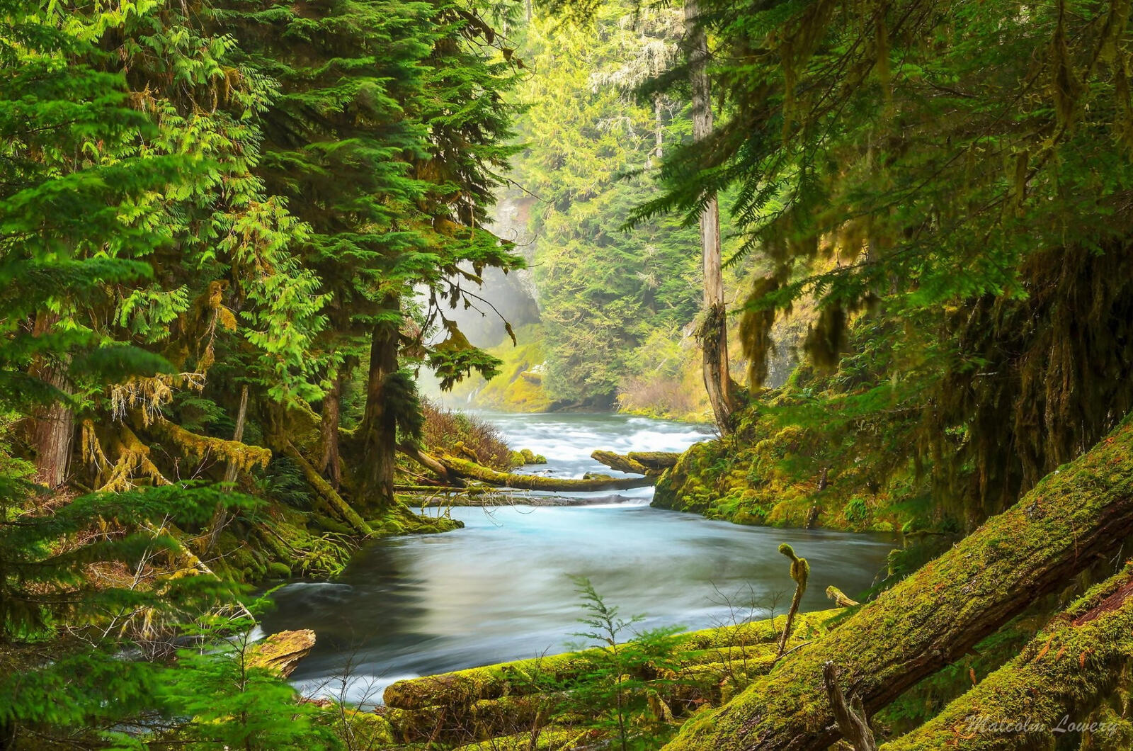 Free photo A beautiful drawing of a river deep in the woods