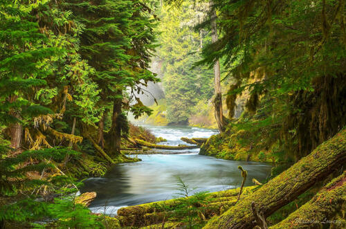 A beautiful drawing of a river deep in the woods