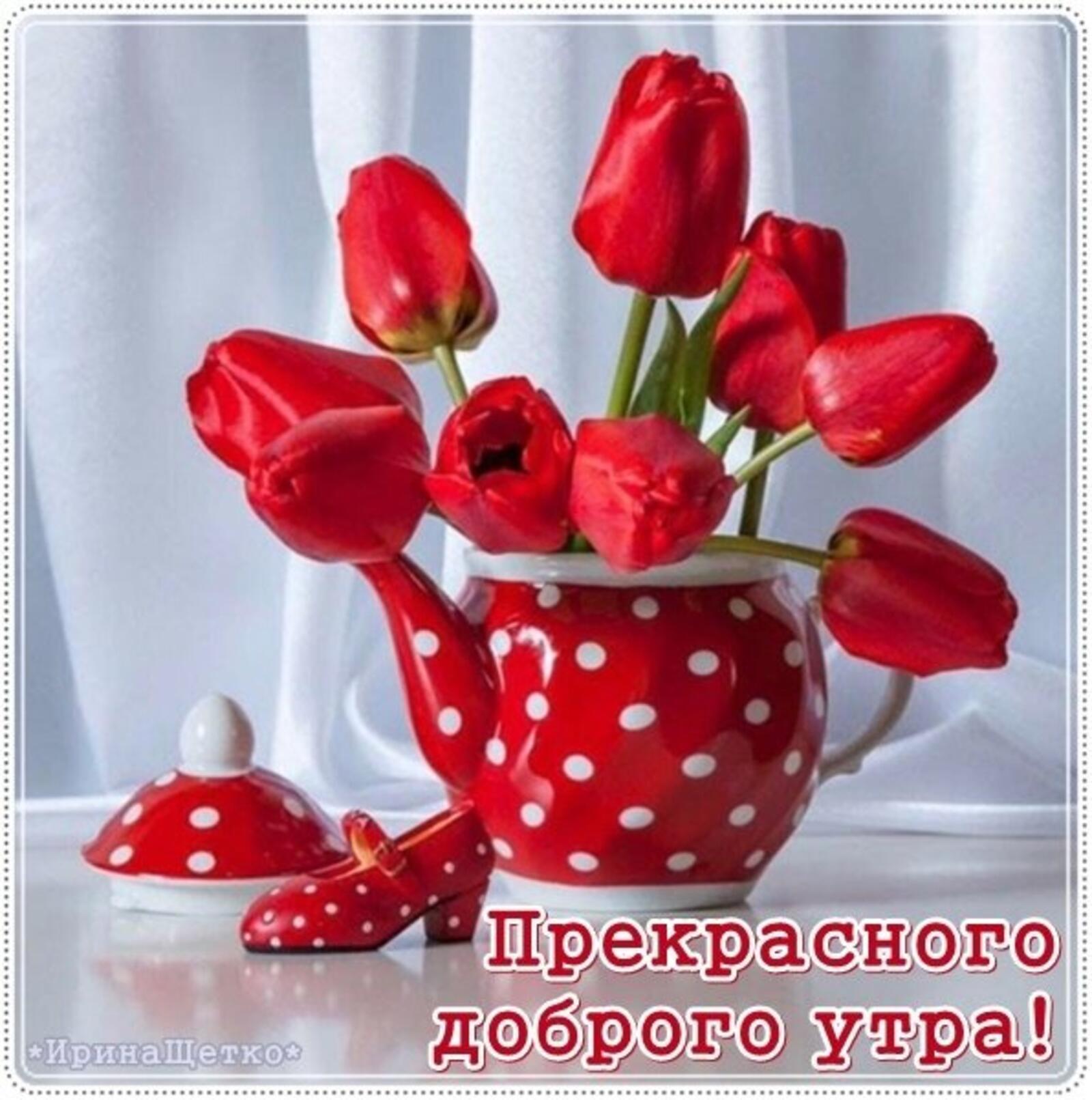 Открытка на тему доброе утро тюльпаны красный бесплатно